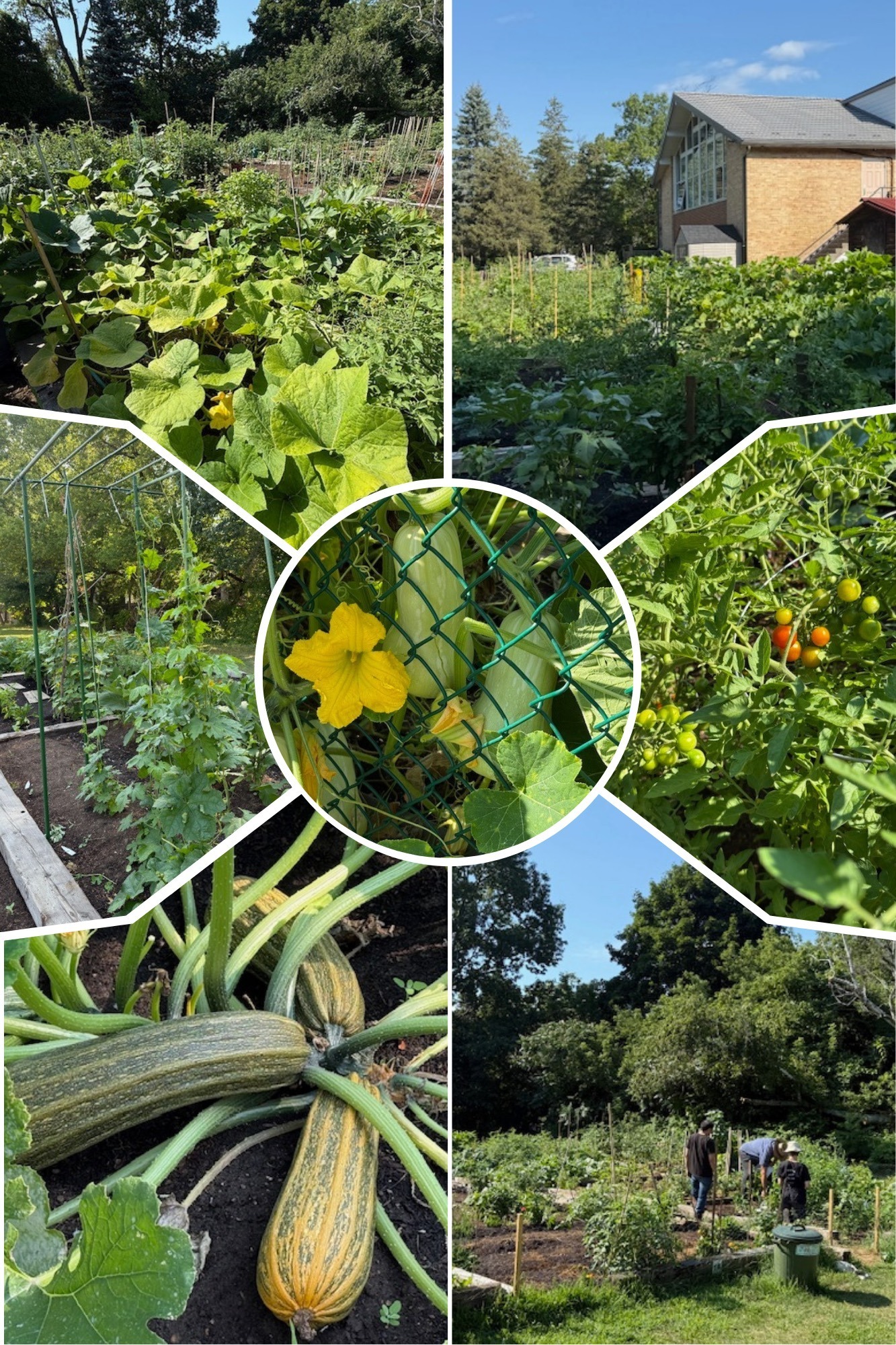 Garden August pics
